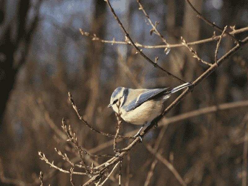 试管麻药有哪些奶奶去世了试管试管移植子宫大